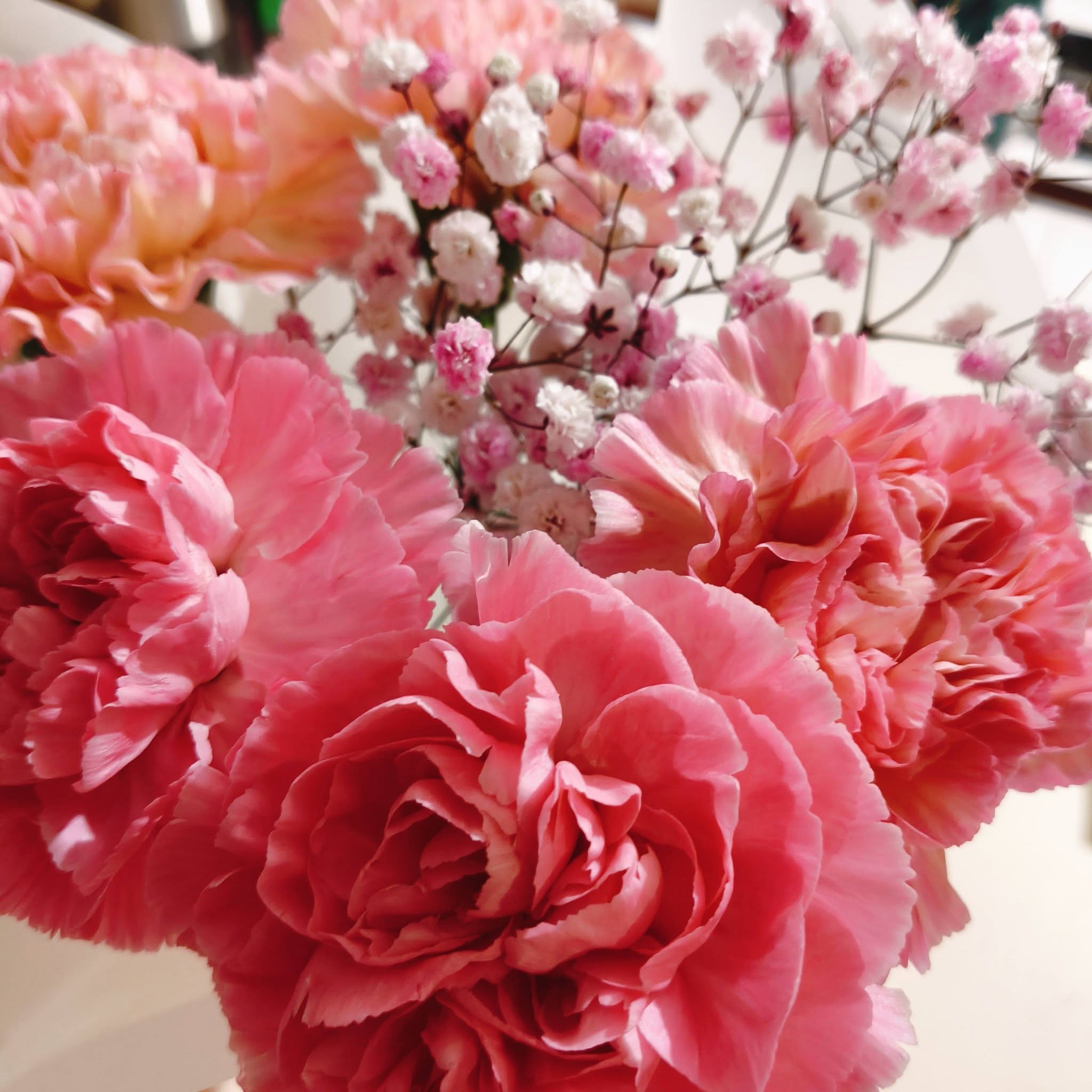 Pink carnations and baby's breath