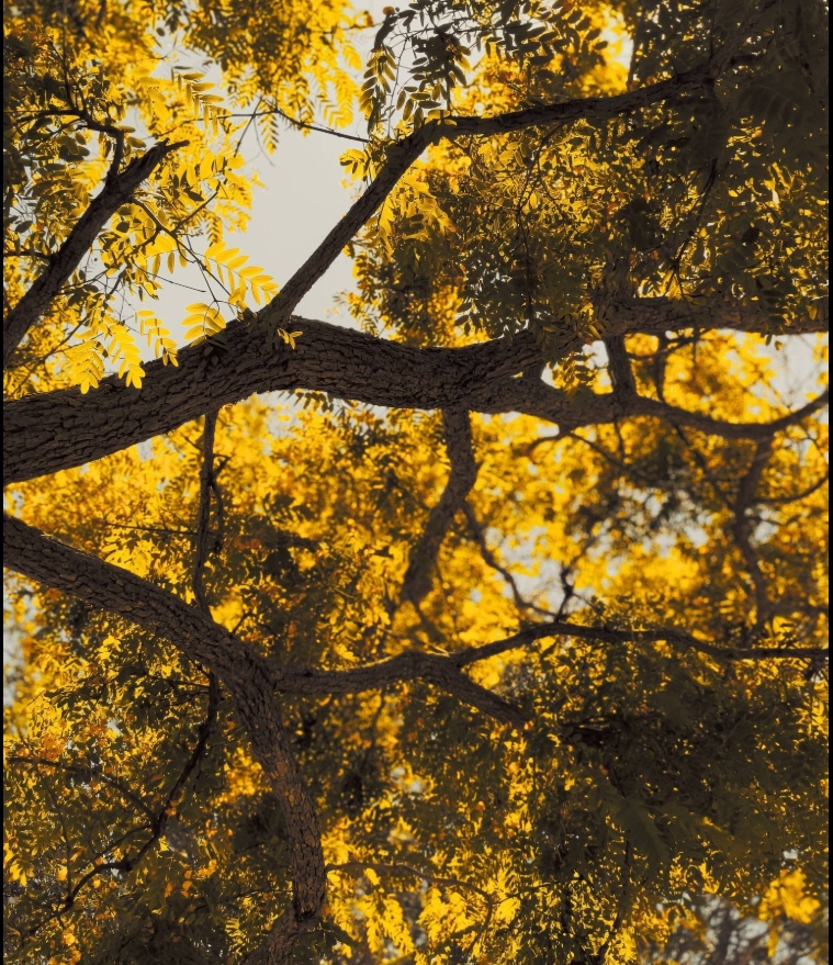 Backlit branches in warm gold